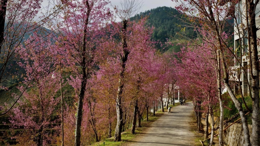 To Day flower blossoms brightens up Mu Cang Chai mountainous area